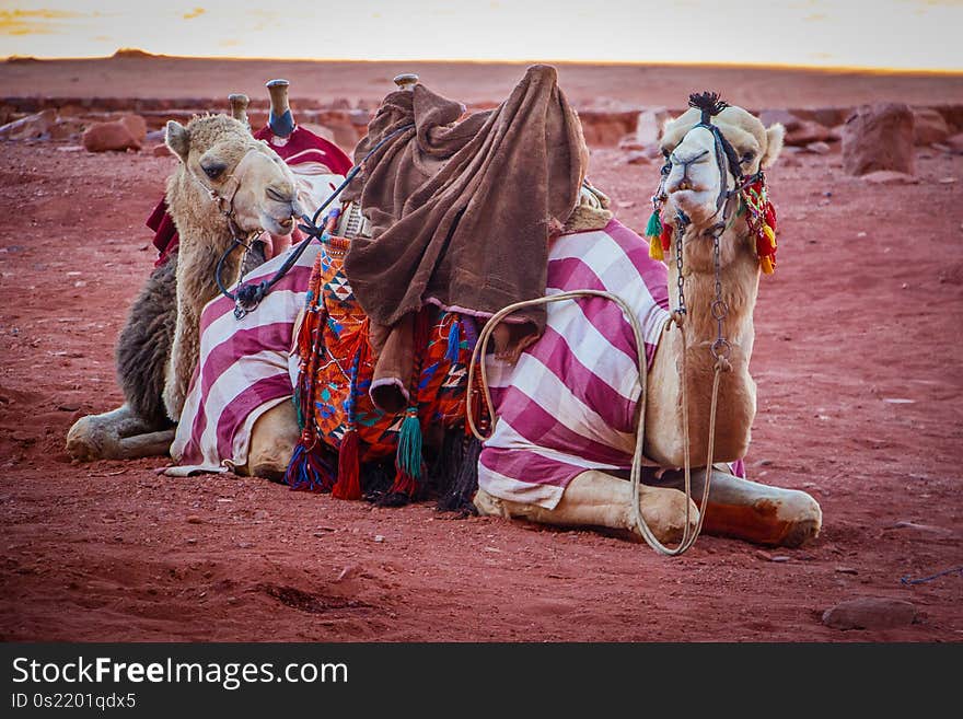 Jordanian camels in Wadi Rum dessert resting before long hot day