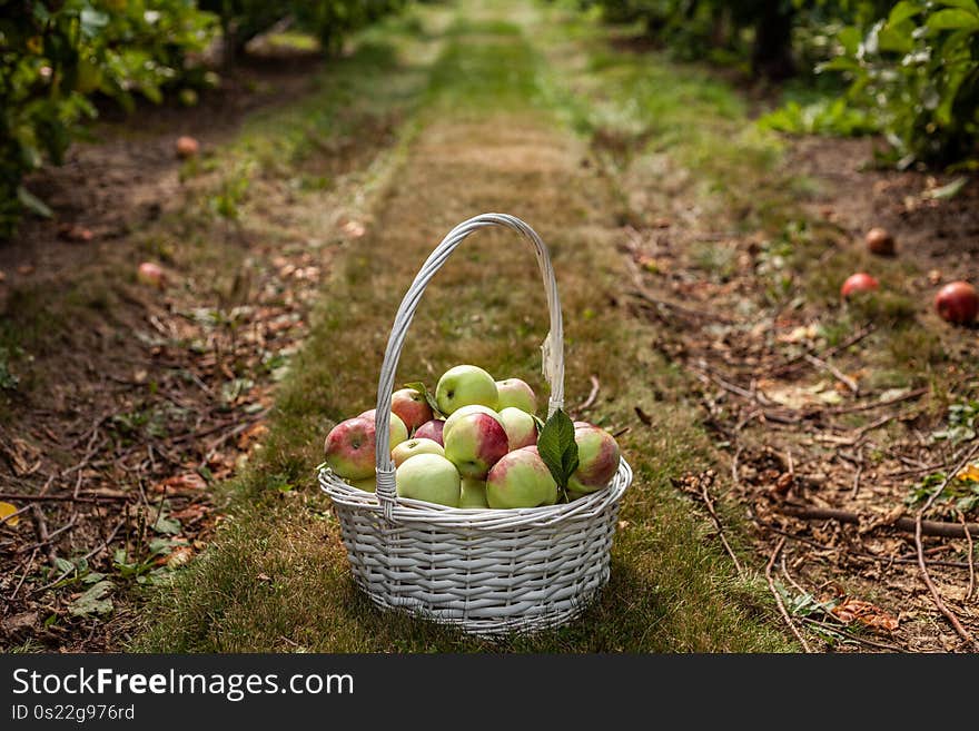 fresh picked apples in a basket in autumn orchard