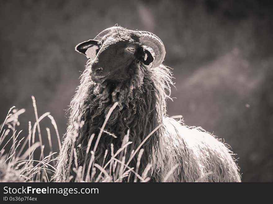 Close up of beautiful happy sheep in pyrennees mountains