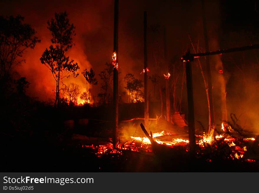 Bario Bush Fire Casualty #3