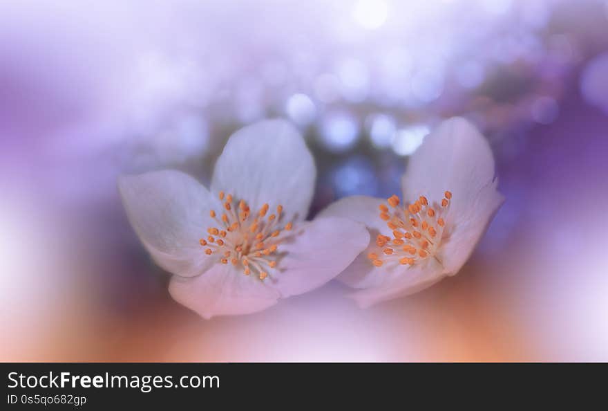 Beautiful Orange Nature Background.Abstract Artistic Wallpaper.Macro Photography.Floral Art Design.Jasmine Flower.Coral Color