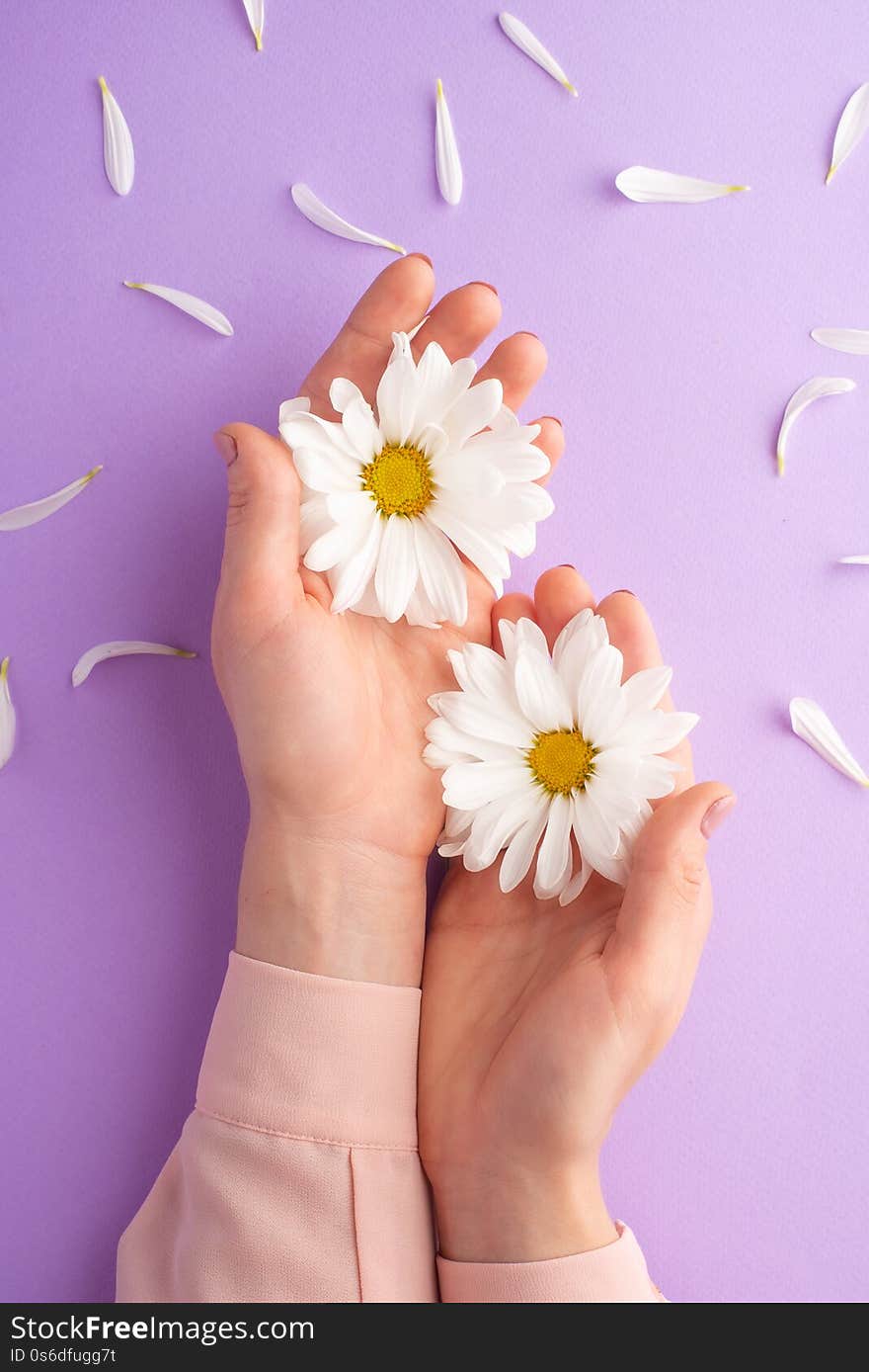 Flat lay.Gentle female hands with white delicate flowers.art photo, top view, vertical photo