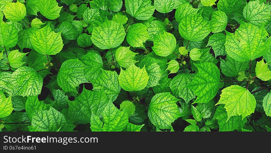 Beautiful fresh green leaves pattern for background at garden park