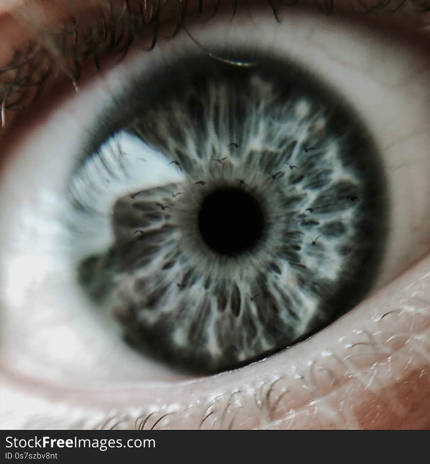 A closeup of a blue human eye with birds reflected on the retina