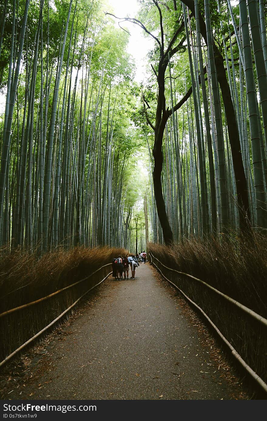 Vertical shot of a path going through tall trees in a park with people standing