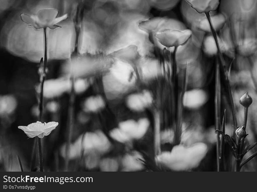 Grayscale shot of beautiful flowers in a blur