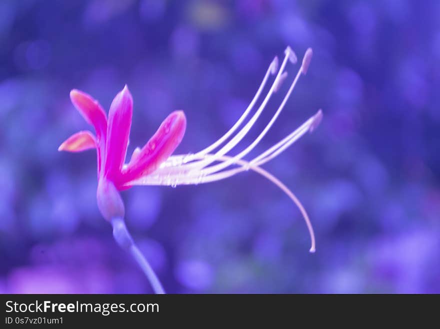 Soft focus little red flower with blue  bokeh light 
 spring nature   wallpaper  background. Soft focus little red flower with blue  bokeh light 
 spring nature   wallpaper  background