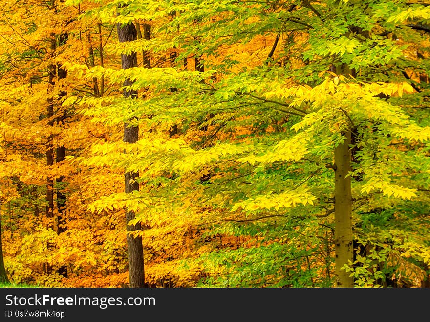 The beautiful vibrant colored trees during Autumn in the park