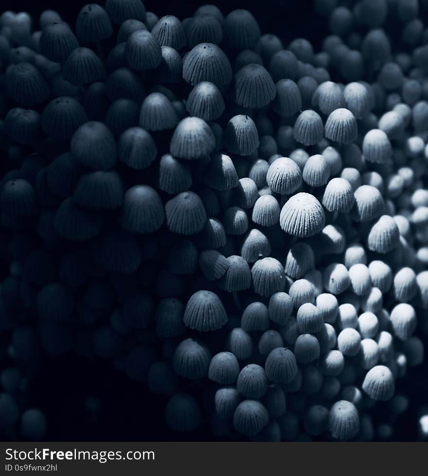 Bright small white mushrooms raw food around a place unique stock photo. Bright small white mushrooms raw food around a place unique stock photo