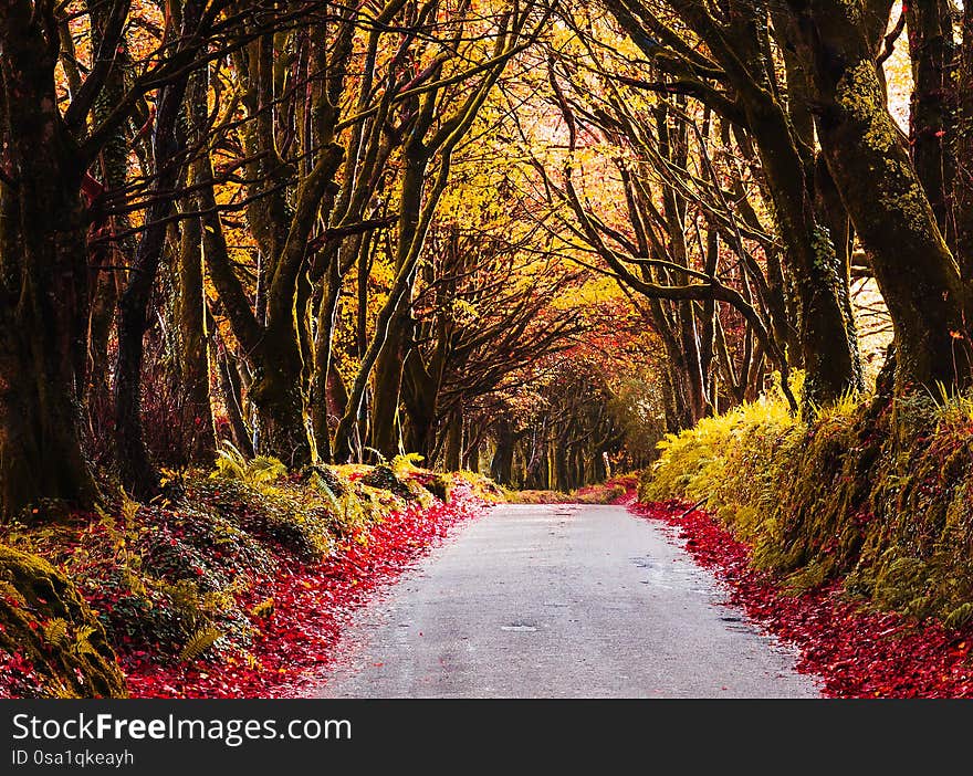 Colourful Cornish country lane in Autumn with red and gold leaves scattered by the roadside. Colourful Cornish country lane in Autumn with red and gold leaves scattered by the roadside