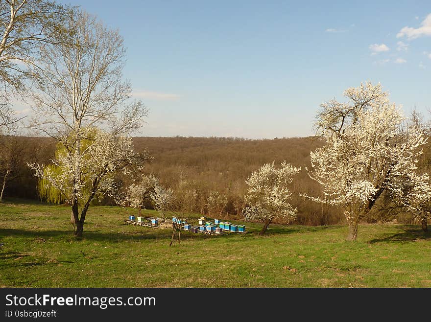 Bee hives, beekeping, bees, honey