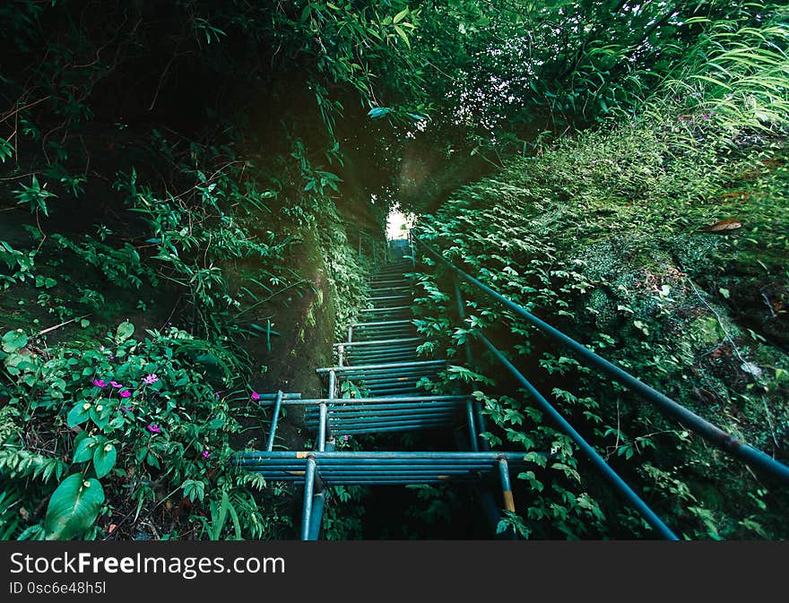 Iron staircase in the forest