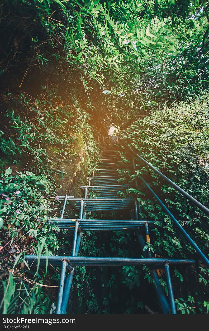 Iron staircase in the forest