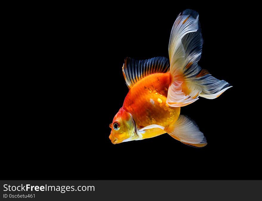 Goldfish Isolated On A Dark Black Background