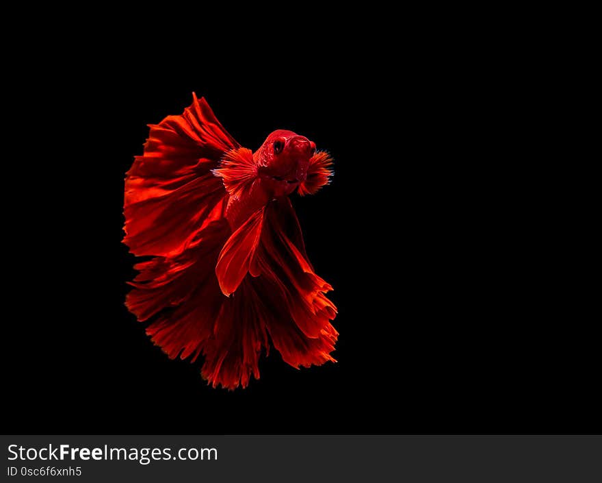 Betta fish, siamese fighting fish, betta splendens isolated on black background