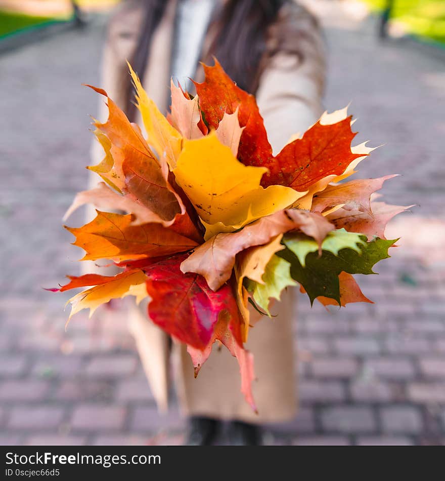 Bouquet of yellow maple leaves close up in woman hand autumn is coming