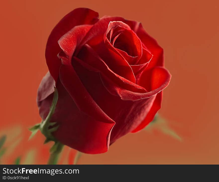 Red rose on a green stem is illuminated by the bright morning sun on a red background