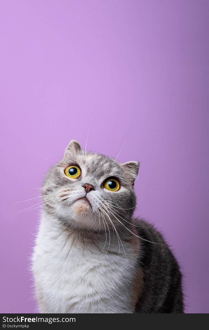 Close up portrait of purebred scottish fold cat purple background. Close up portrait of purebred scottish fold cat purple background