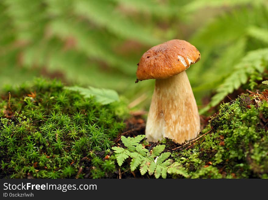 Cep, mushroom in autumn forest. Close up. Edible forest mushrooms.