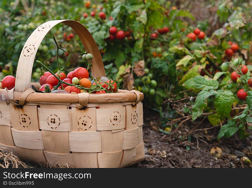 Wooden basket filled with tomatoes in the garden. Wooden basket filled with tomatoes in the garden