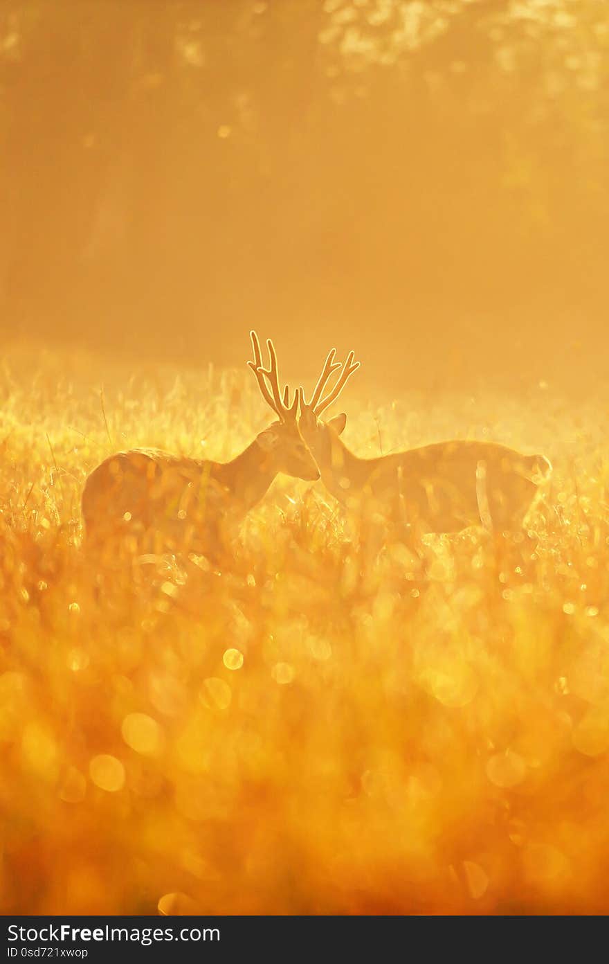 Two males Hog Deer fight for mating rituals in autumn grassland, glittering morning dew in sunrise. Nature scene in mating season