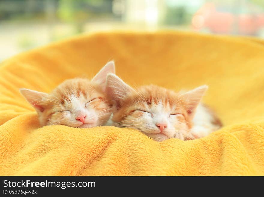 Cute little kittens sleeping on yellow blanket. Cute little kittens sleeping on yellow blanket