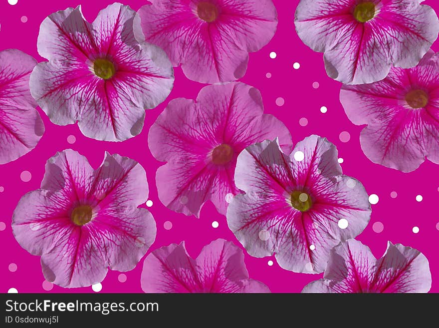 Petunias. Seamless floral pattern on a pink background. Petunias. Seamless floral pattern on a pink background