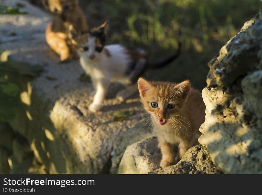 One month year old tiny kittens are on the garden wall