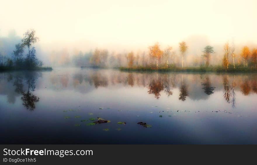 Autumn trees in the fog