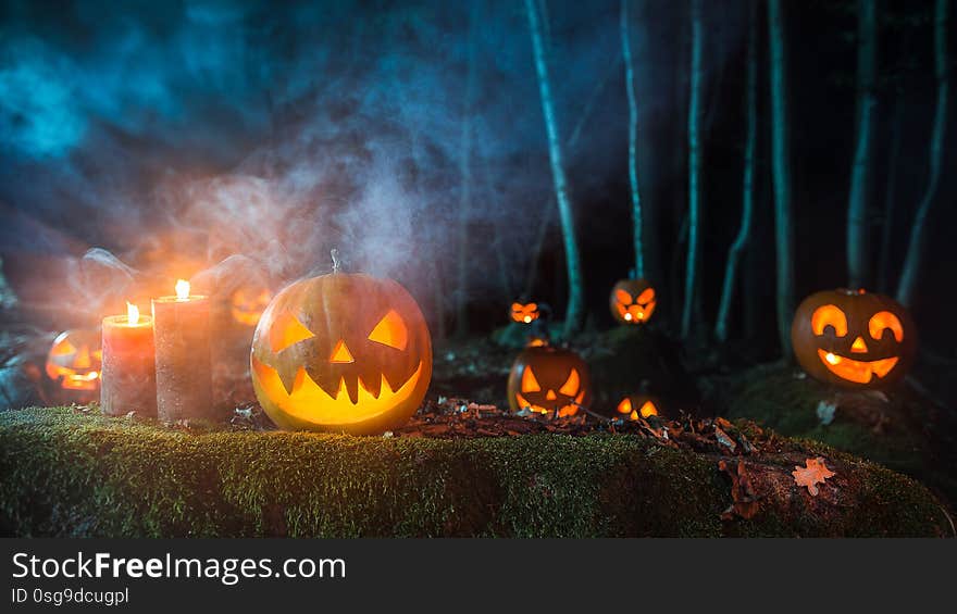 Halloween pumpkins on dark spooky forest.