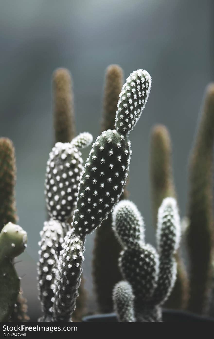 Opuntia microdasys cactus in the pot