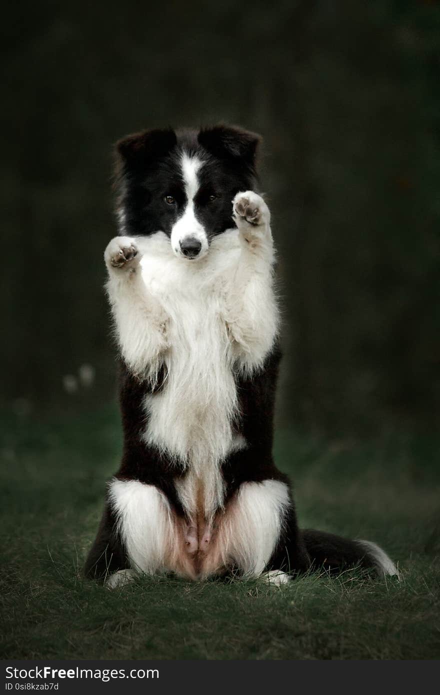 Black and white Border Collies like as bunny in the dark forest