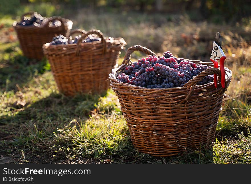 Row Of Freshly Harvested Grapes In Wicker Baskets