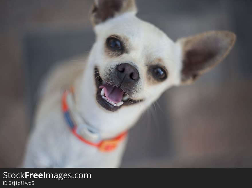 Portrait of a chihuahua with blurred background