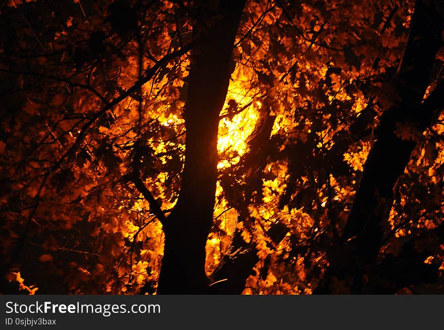 Yellow autumn foliage. Tree branches with leaves on the background of a lantern at night. Blur, out of focus.