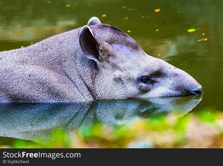 Brazilian Tapir in the water, Thailand