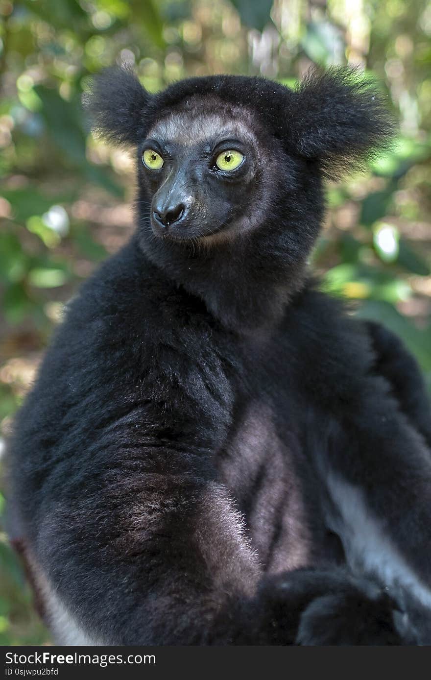 Beautiful image of the Indri lemur - Indri Indri. In wild nature. Portrait.Close up.