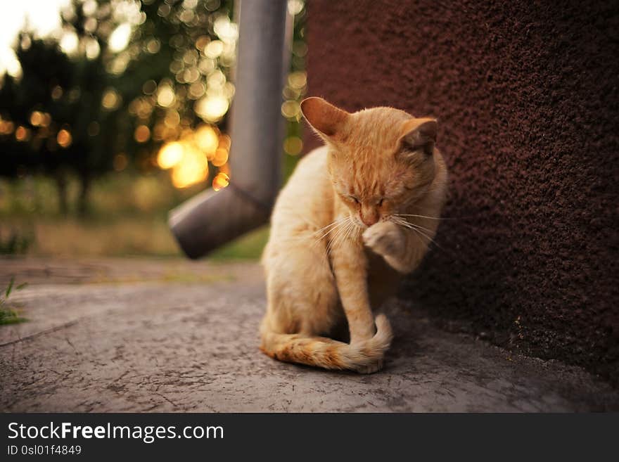 Red cat sits on a stone floor and cleans a paw, close-up portrait, eyes closed