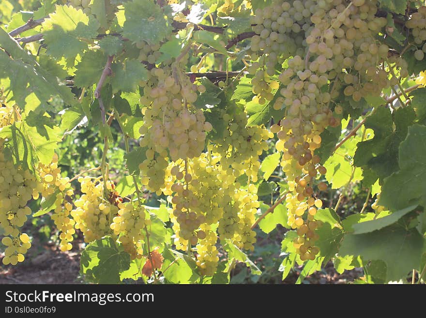 Fresh beautiful grapes field