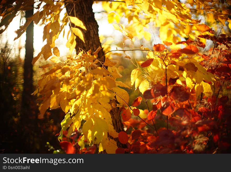 Red and golden leaves in autumn sunny forest.