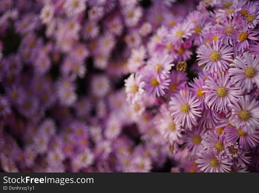 Purple chrysanthemum flowers bush. Natural floral background.