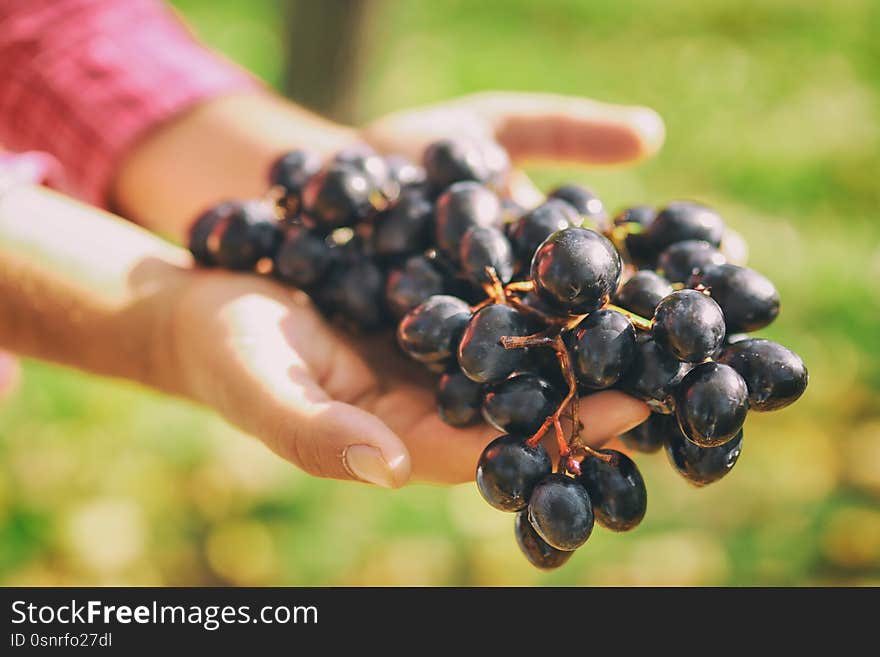 Bunch Of Blue Wine Grapes In The Hands Of The Winemaker.