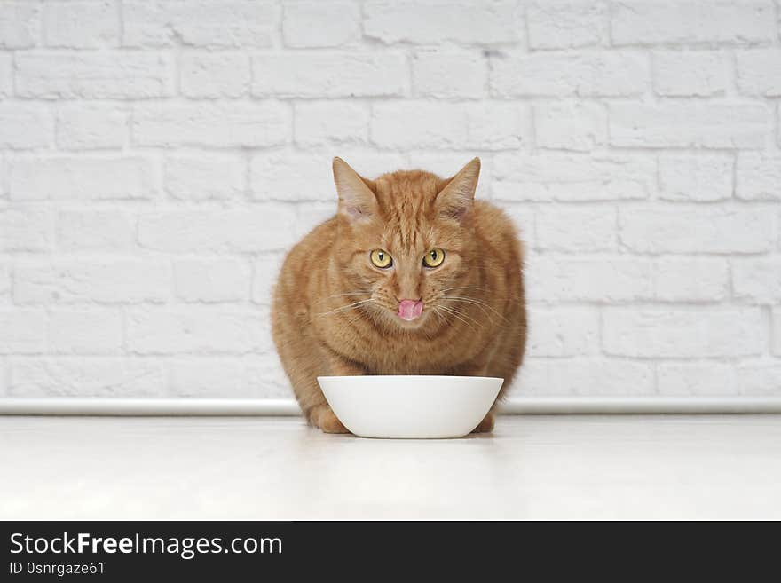 Funny ginger cat licking his face next to a white food bowl. Horizontal image with copy space. Funny ginger cat licking his face next to a white food bowl. Horizontal image with copy space.