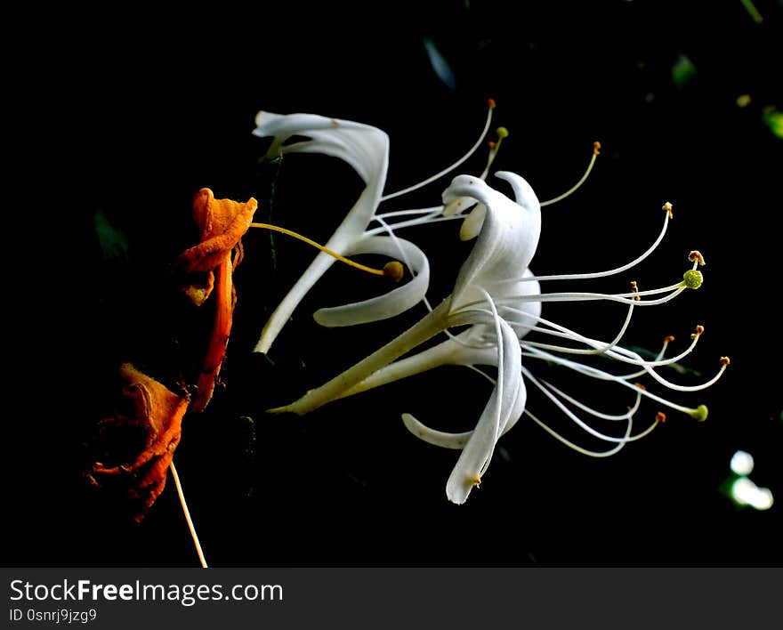 The beauty of a madreselva flower mother of the forest , honeysuckle