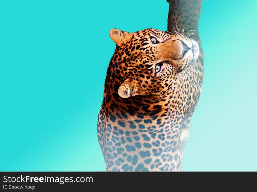 Leopard is swimming on a blue background, exclusive