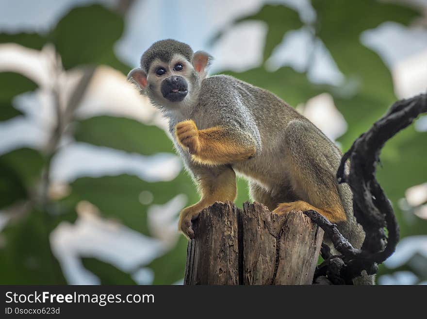 Common squirrel monkey, Saimiri sciureus, a species of squirrel monkey from Guiana, Venezuela, Brazil. Animals in natur reserve