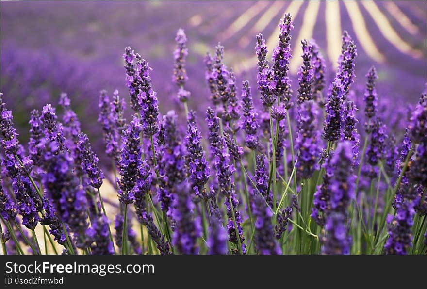 The beauty of vast fields of lavender