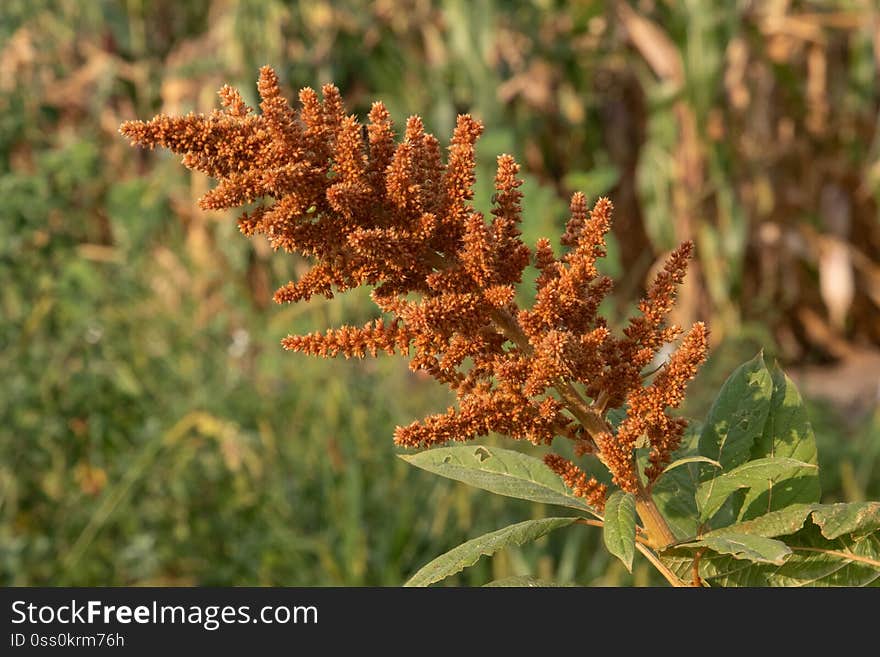 Orange Inflorescence of Amaranthus hypochondriacus cv. &#x27;Chinese Giant Orange&#x27;. Orange Inflorescence of Amaranthus hypochondriacus cv. &#x27;Chinese Giant Orange&#x27;