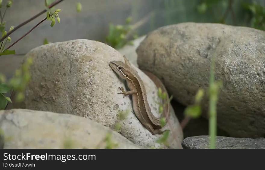 Lizard