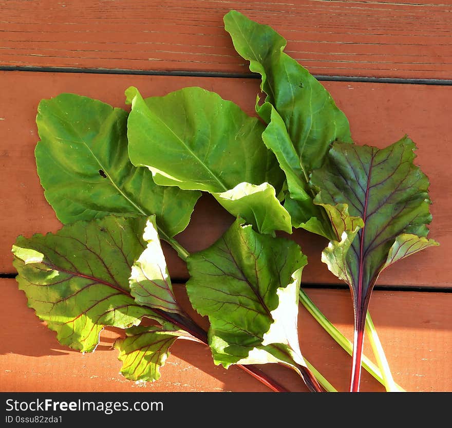 Fresh beet greens